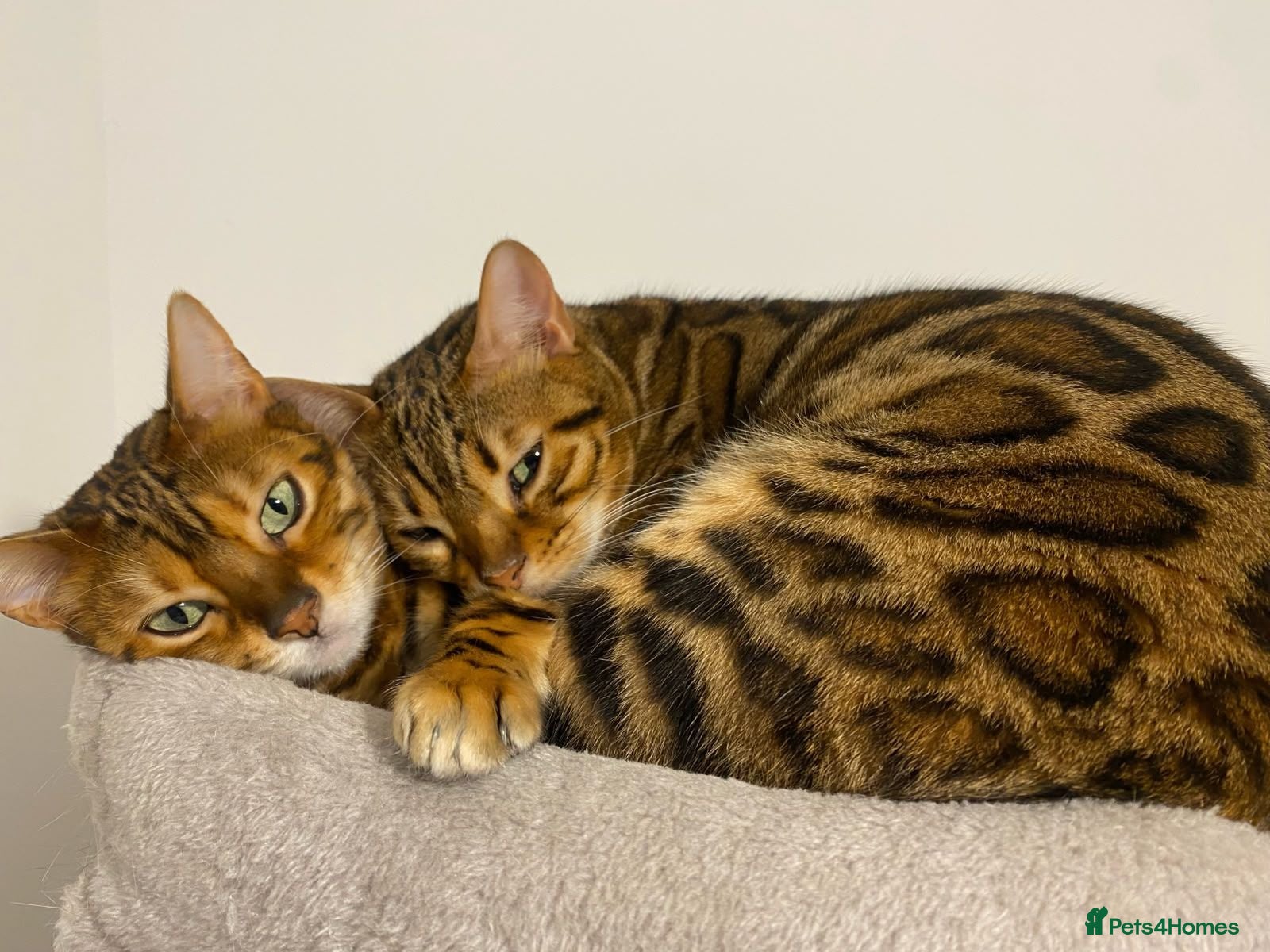 Bengal cats 2 Bengal Cats - Advert 4