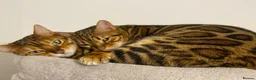 Bengal cats for sale: 2 Bengal Cats *stunning colours* - Advert 1