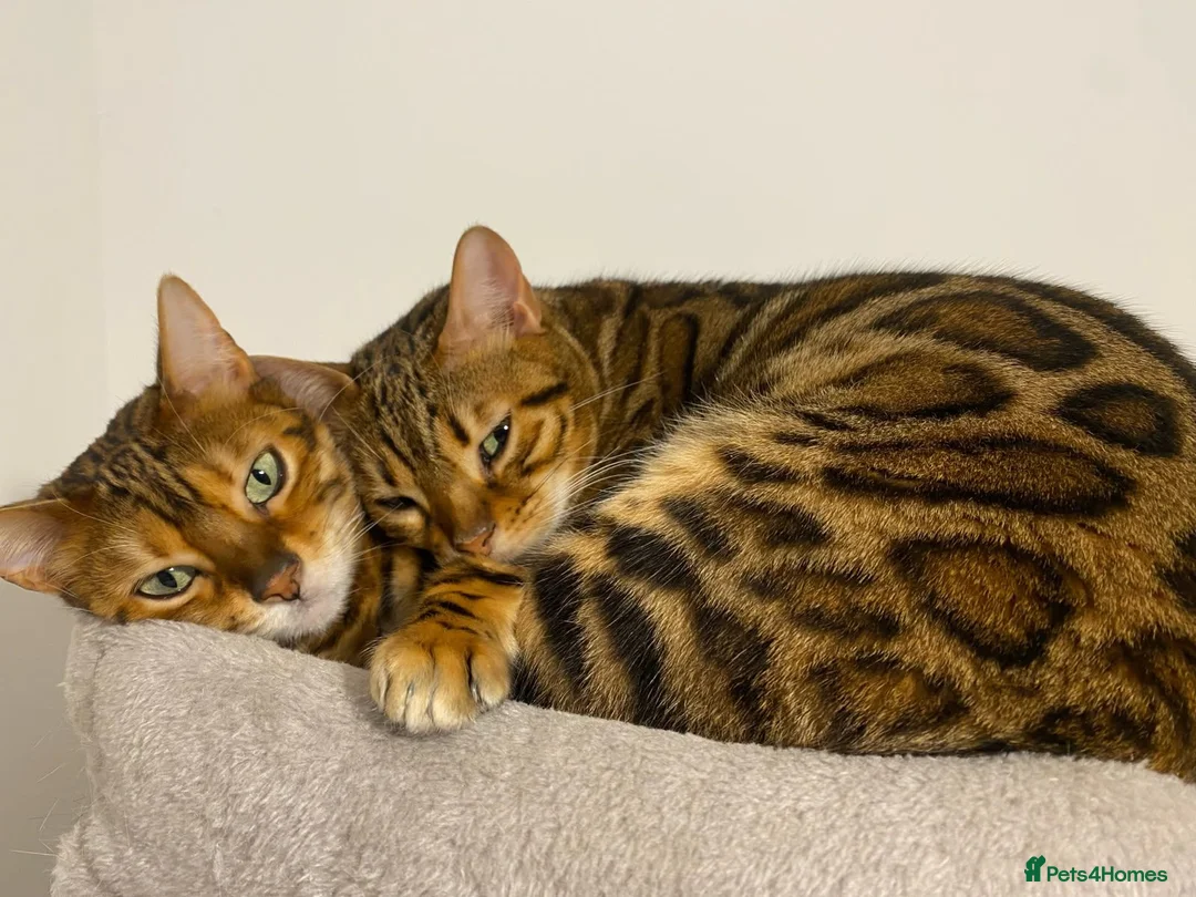 Bengal cats for sale: 2 Bengal Cats *stunning colours* - Advert 1