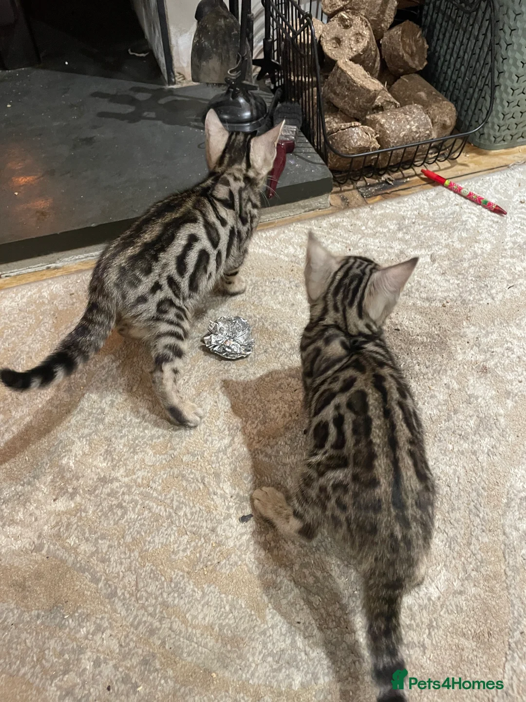 Bengal cats for sale: Pure Bengal Kittens  - Advert 30