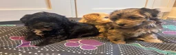 Maltipoo dogs for sale: ✨Extensively health tested pups ✨  - Advert 5