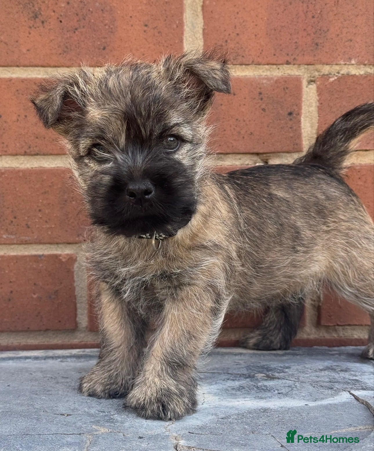 Cairn Terrier dogs Quality pup off Health Tested Parents avail 02/08 - Advert 3