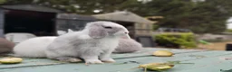 Mixed Breed rabbits for sale: Mixed breed £70 each - Advert 15