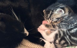 Mixed Breed cats for sale: Beautiful happy kittens ready for forever homes - Image 14