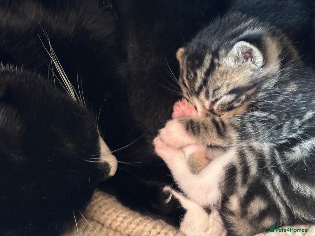 Mixed Breed cats for sale: Beautiful happy kittens ready for forever homes - Image 14