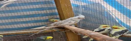 Cockatiels birds for sale: Beautiful Young Cockatiels Ready for Loving Homes - Advert 9