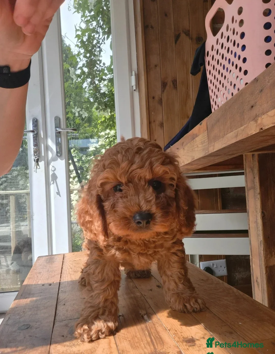 Cavapoo dogs for sale: Beautiful Cavapoo Pups Looking for Forever Homes in Witham - Advert 2