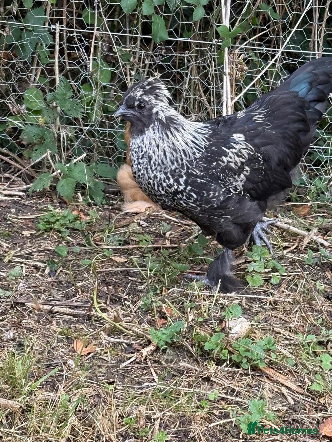 Chickens poultry for sale: Polish cockerel free to good home  - Image 4