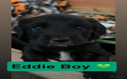 Mixed Breed dogs for sale: 4 Gorgeous Cocker Spaniel Cross Border Collies - Image 6