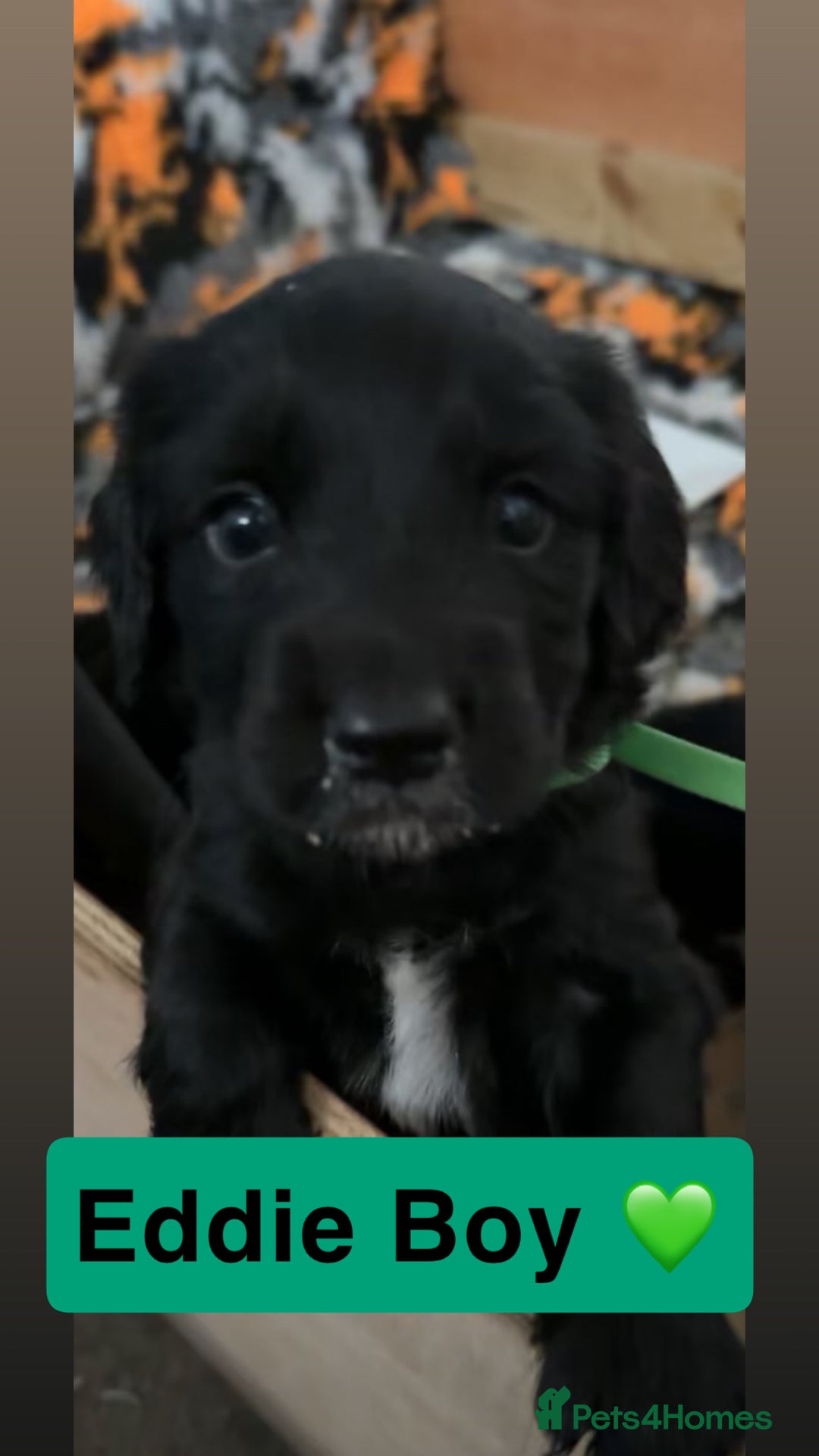 Mixed Breed dogs for sale: 4 Gorgeous Cocker Spaniel Cross Border Collies - Image 6