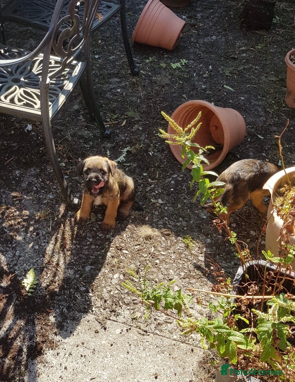 Border Terrier dogs for sale: KC registered puppies - Advert 1