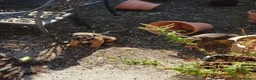 Border Terrier dogs for sale: KC registered puppies in Swansea - Advert 1