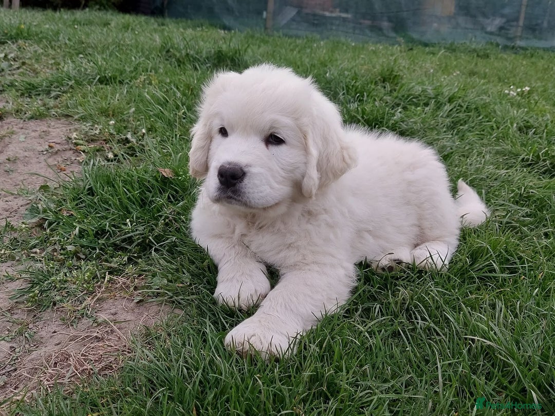 Golden Retriever dogs for sale: STUNNING GOLDEN RETRIEVER PUPPIES - Image 5