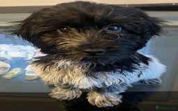 Cockapoo dogs for sale: F1b beautiful girl  - Image 21