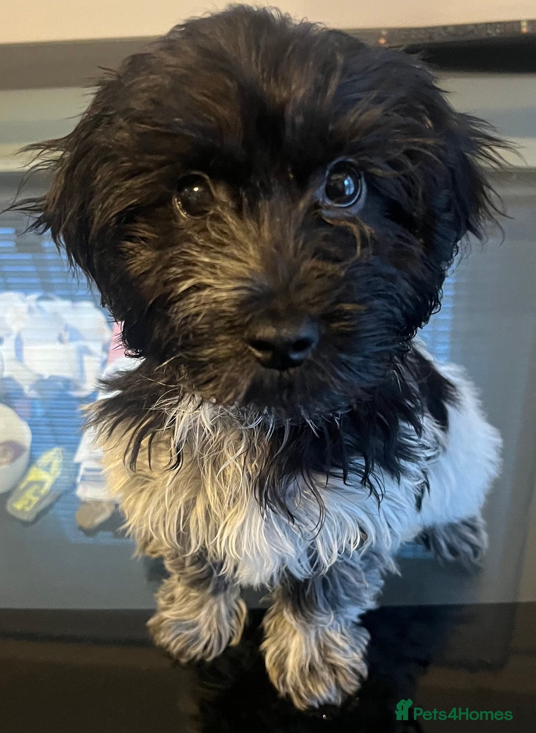 Cockapoo dogs for sale: F1b beautiful girl  - Image 21