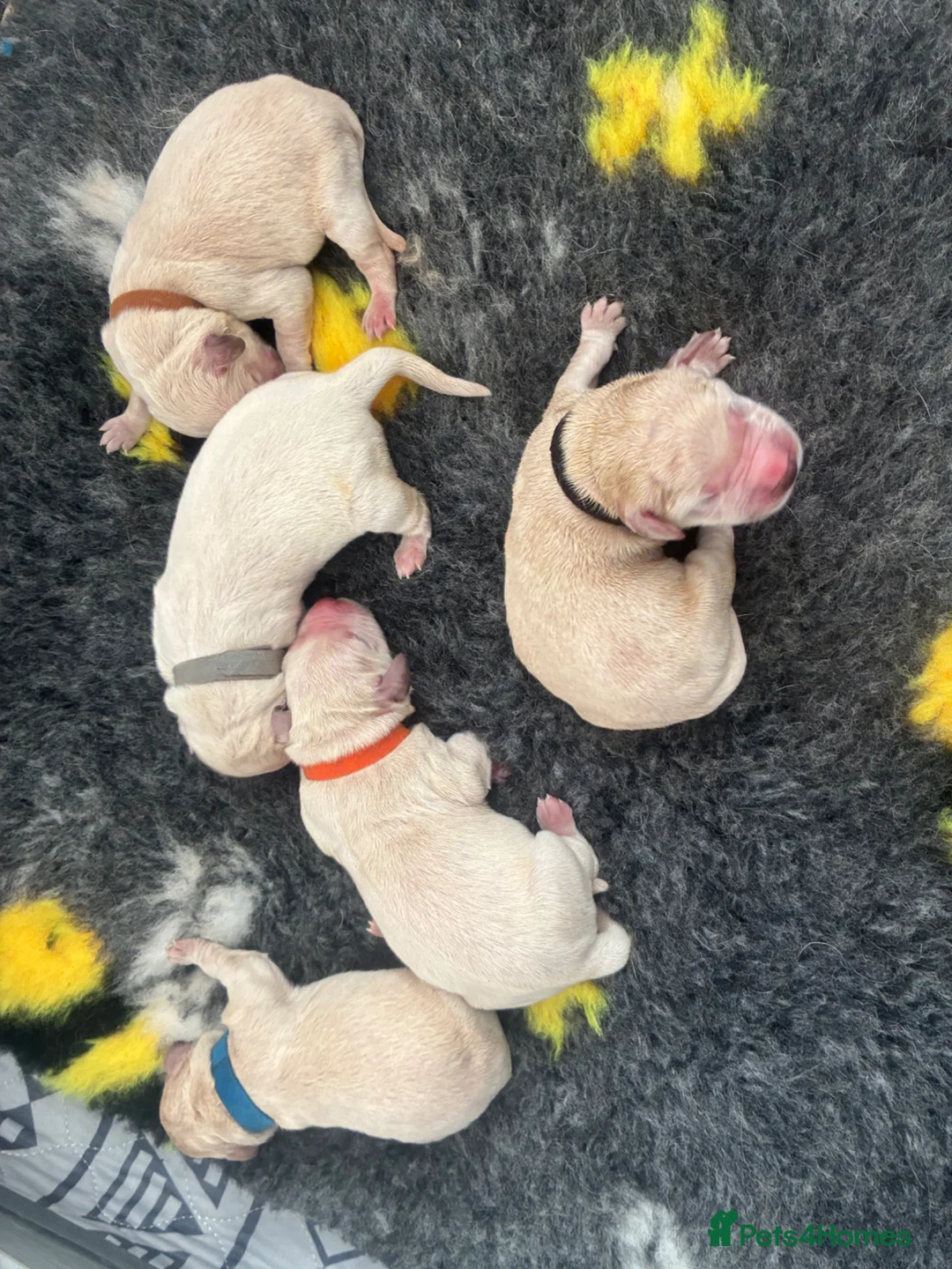 Golden Retriever dogs for sale: Golden retriever puppies  - Advert 2