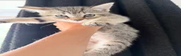 Mixed Breed cats for sale: Mixed breed tabby X ragdoll kittens - Advert 23