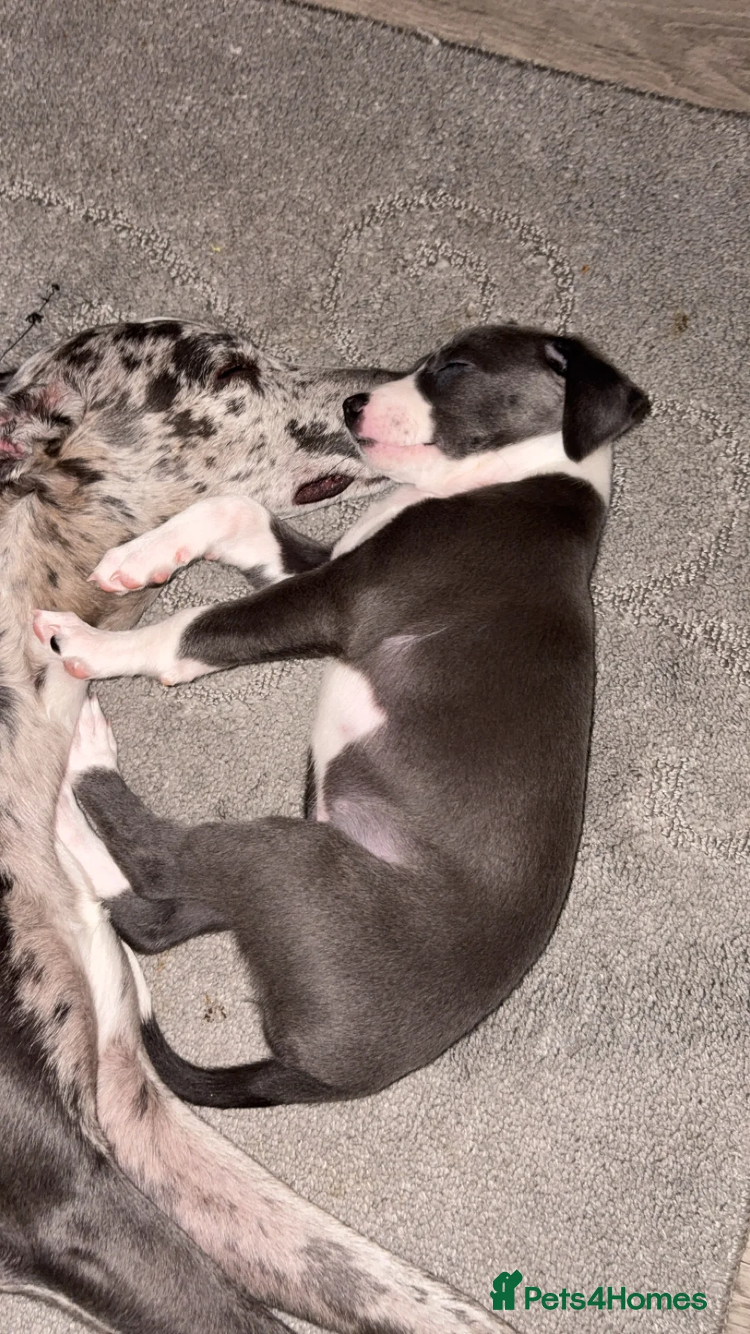 Mixed Breed dogs for sale: Collie whippet greyhound  - Advert 12
