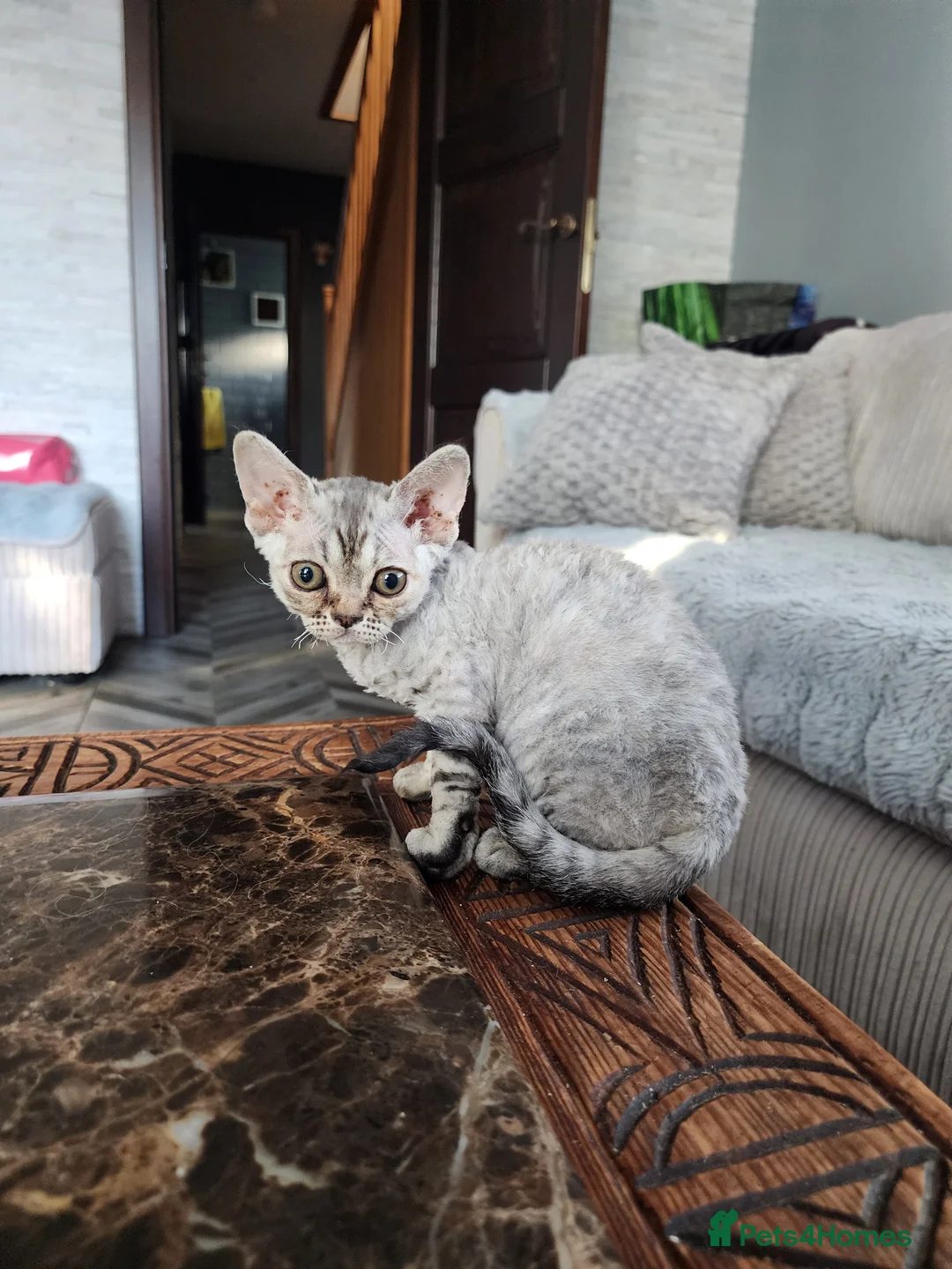 Devon Rex cats for sale: Devon Rex kitten for sale!!!Silver female. - Advert 2
