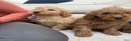 Labradoodle dogs for sale: Stunning miniature multigen labradoodle puppies - Advert 13