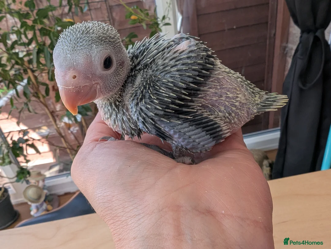 Ringnecks birds for sale: Handreared Indian ringnecks  - Advert 2