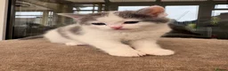 Mixed Breed cats for sale: Beautiful long haired Ragdoll cross kittens - Advert 9