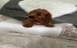 Cavapoo dogs for sale: Cavapoos  - Image 7