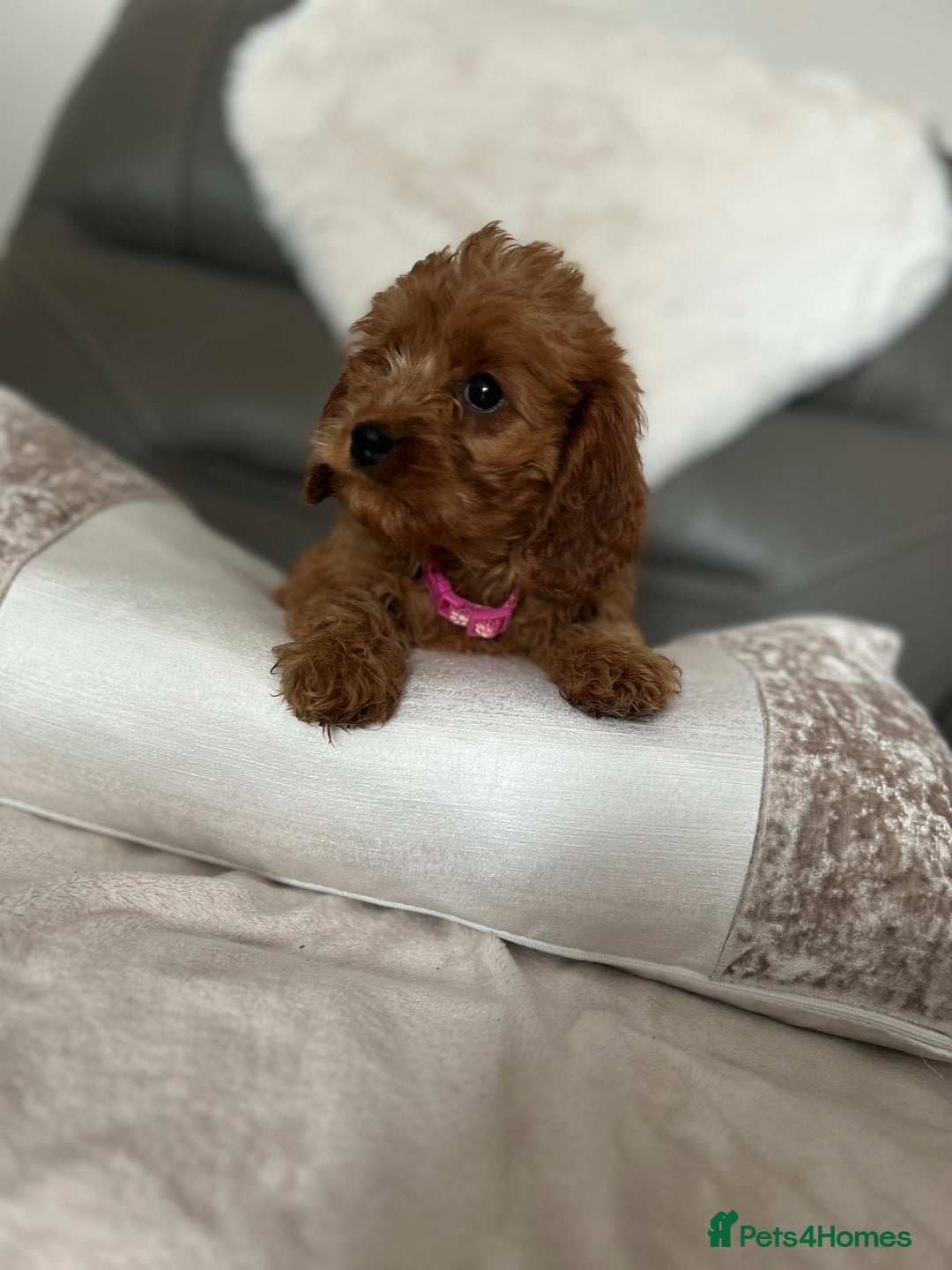 Cavapoo dogs for sale: Cavapoos  - Image 7