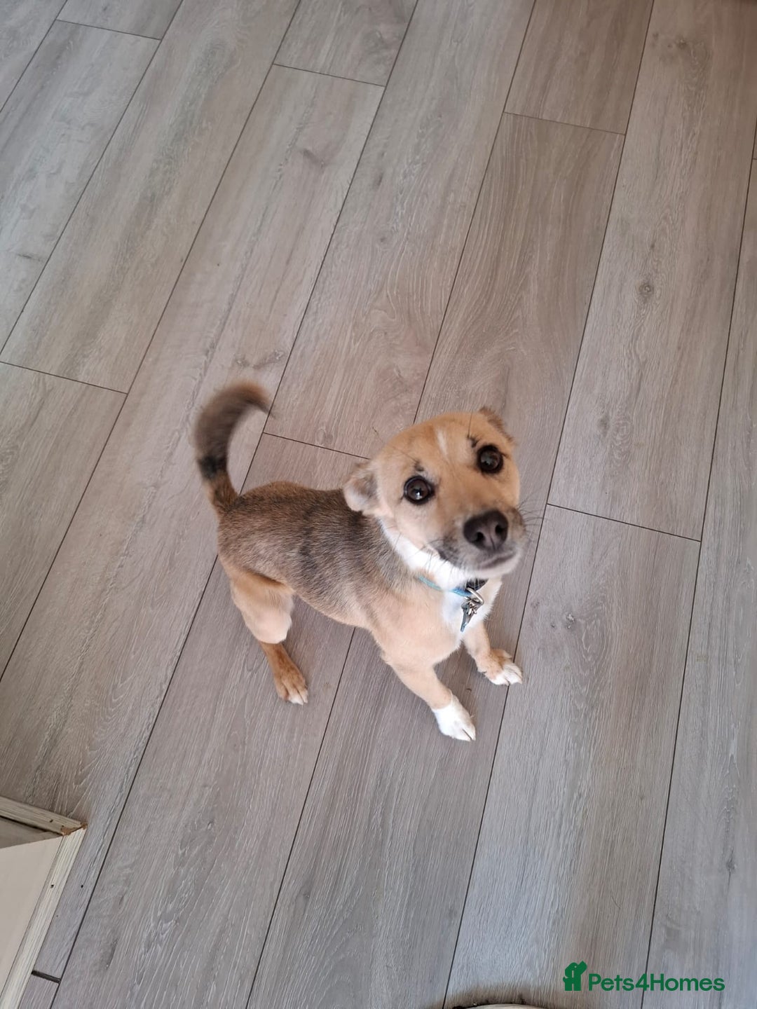 Patterjack dogs for sale: 2 year old Patterjack - Image 2