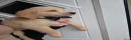 Golden Retriever dogs for sale: Golden retriever - Advert 25
