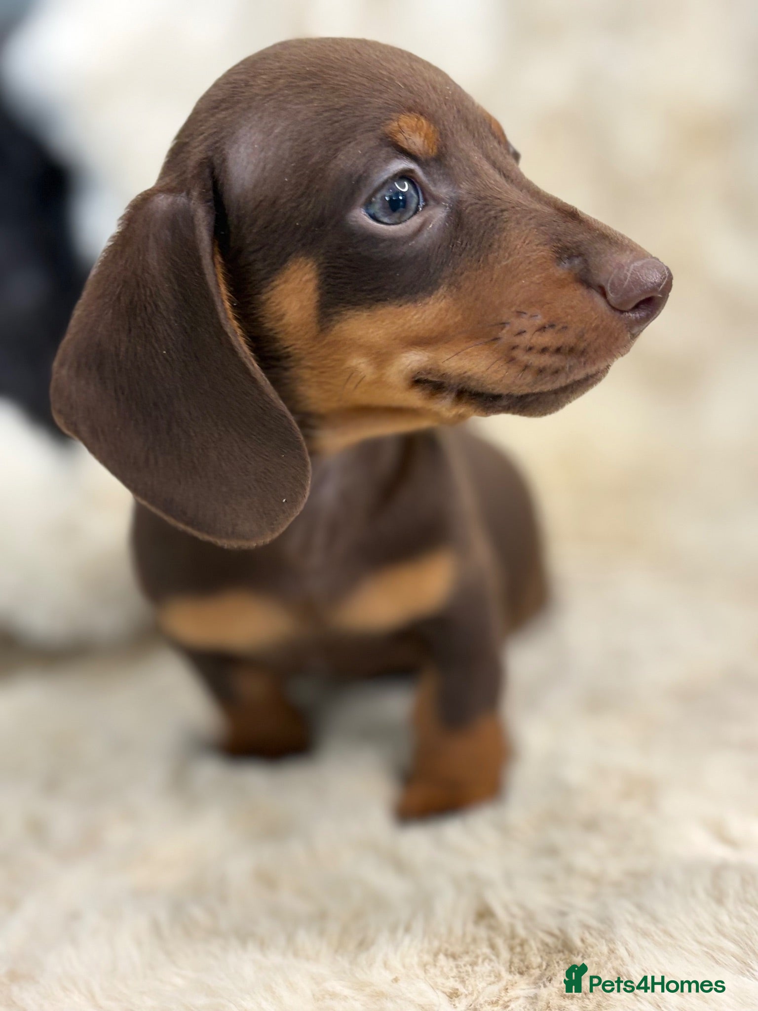 Miniature Dachshund dogs Beautiful mini smooth dachshund puppies - Advert 1