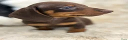 Miniature Dachshund dogs for sale: Beautiful mini smooth dachshund puppies - Advert 1