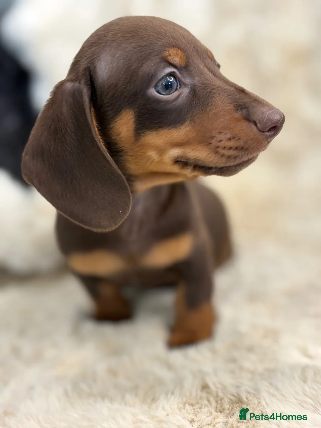 Miniature Dachshund dogs for sale: Beautiful mini smooth dachshund puppies - Advert 1