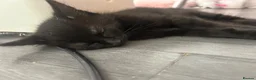 Mixed Breed cats for sale: 4 beautiful kittens for sale in Southampton - Advert 12