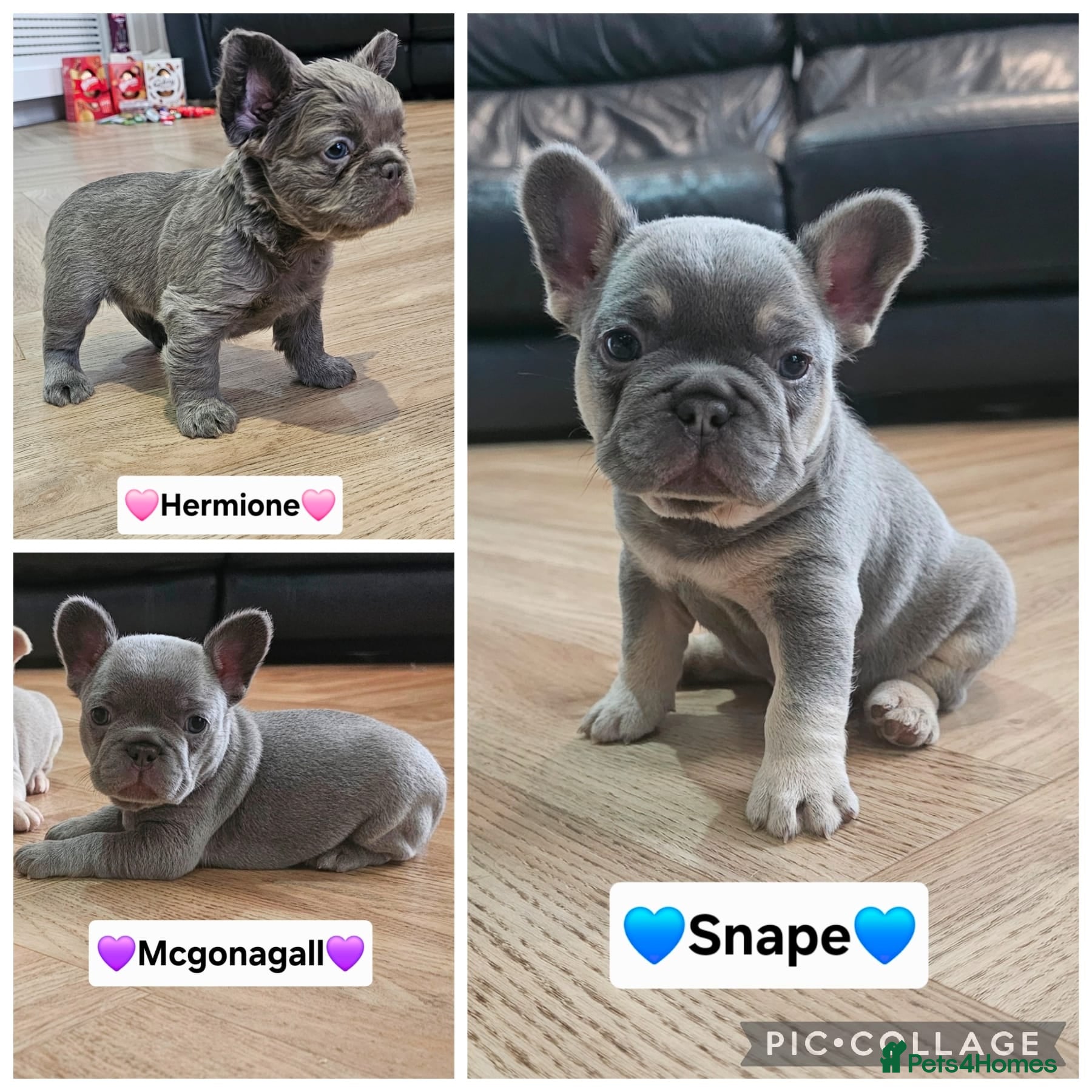 French Bulldog dogs French bulldog pups - Advert 2