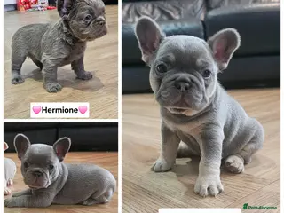 French Bulldog dogs French bulldog pups - Advert 2