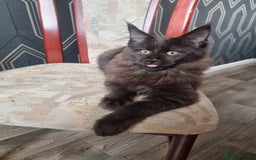 Maine Coon cats for sale: Stuning Maine Coon Kitten for sale/ready to leave in Livingston - Image 2