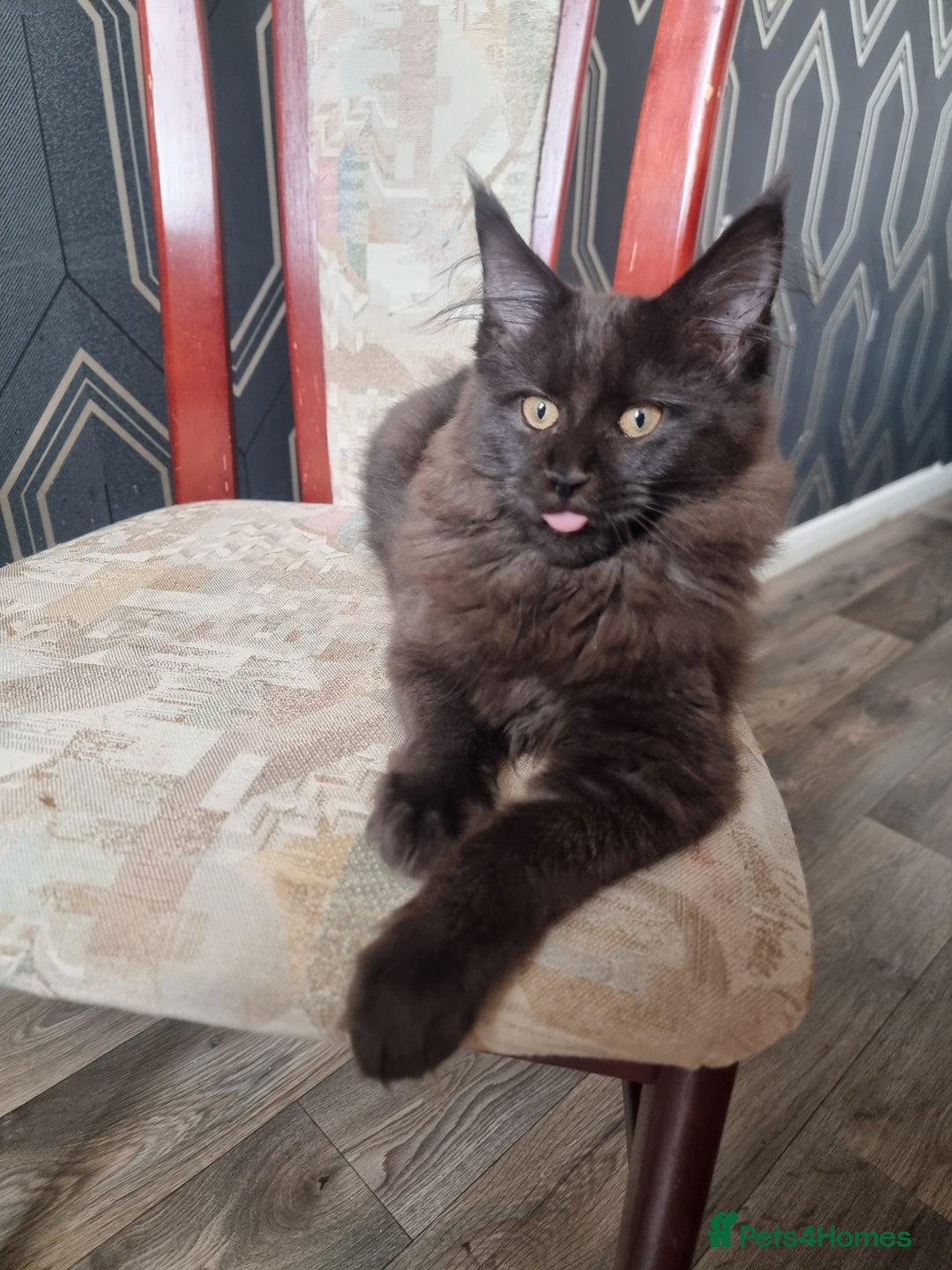 Maine Coon cats for sale: Stuning Maine Coon Kitten for sale/ready to leave in Livingston - Image 2