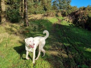 Mixed Breed dogs - Advert 10