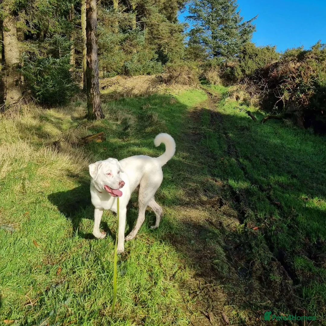 Mixed Breed dogs for adoption: DOUGIE - Like a Large Labrador - Advert 1