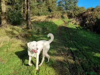 Mixed Breed dogs DOUGIE - Like a Large Labrador - Advert 13