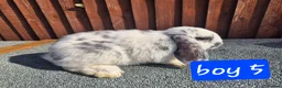 Mini Lop rabbits for sale: 💙 last 3 boys ❤️  - Advert 7