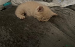 British Shorthair cats for sale: British short hair  - Image 11
