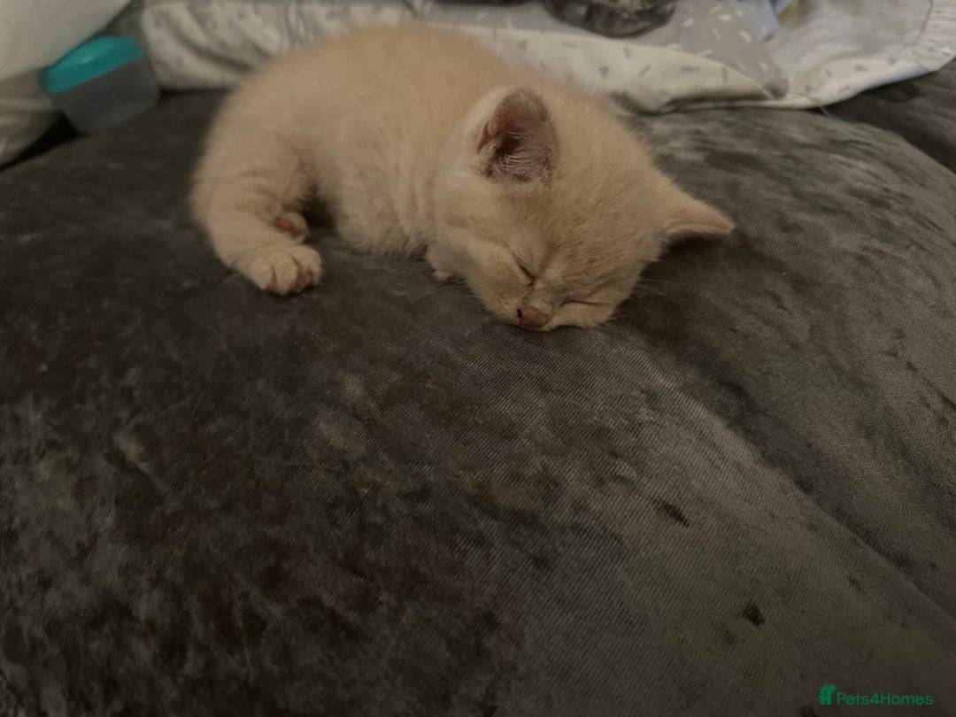British Shorthair cats for sale: British short hair  - Image 11