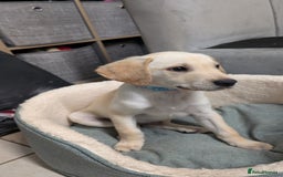 Labrador Retriever dogs for sale: Male Labrador Puppy - Image 7