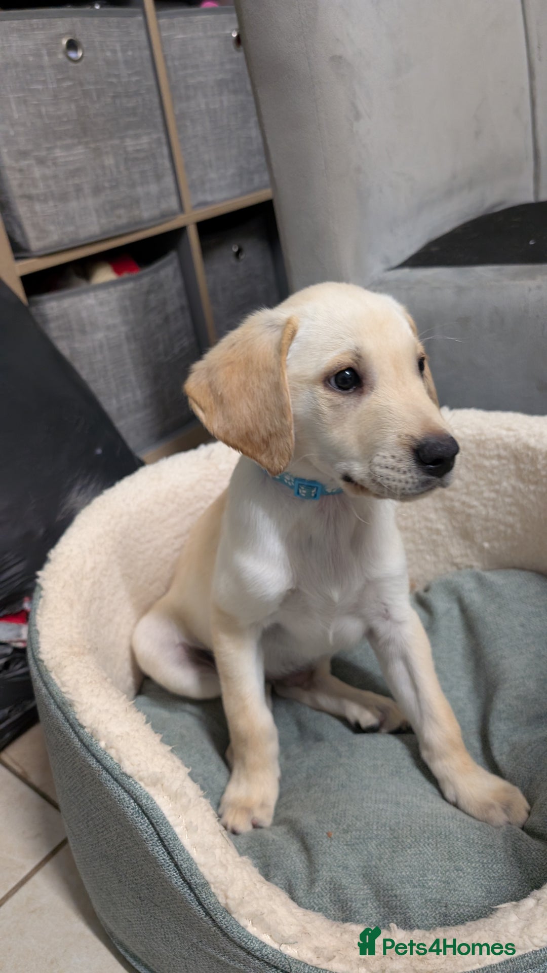 Labrador Retriever dogs for sale: Male Labrador Puppy - Image 7