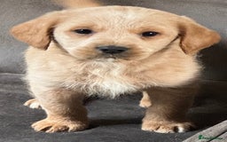 Australian Labradoodle dogs for sale: Stunning Multigen Mini Australian Labradoodle mix. - Image 20