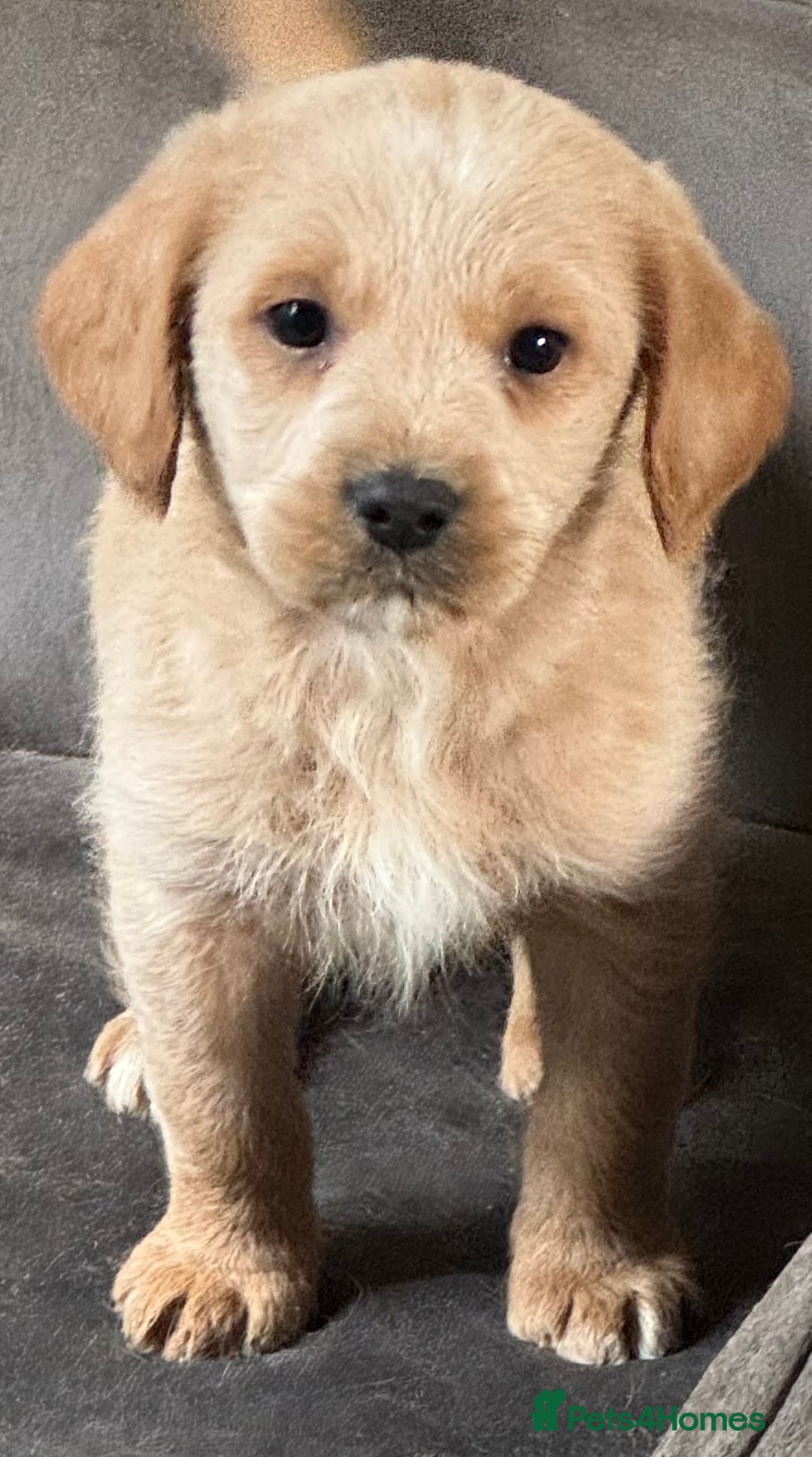 Australian Labradoodle dogs for sale: Stunning Multigen Mini Australian Labradoodle mix. - Image 20