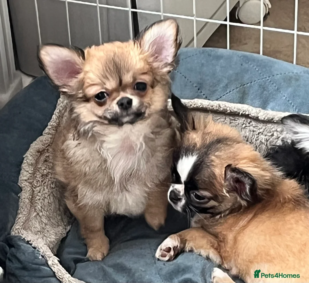 Chihuahua dogs for sale: Longcoat Chihuahua  - Advert 3