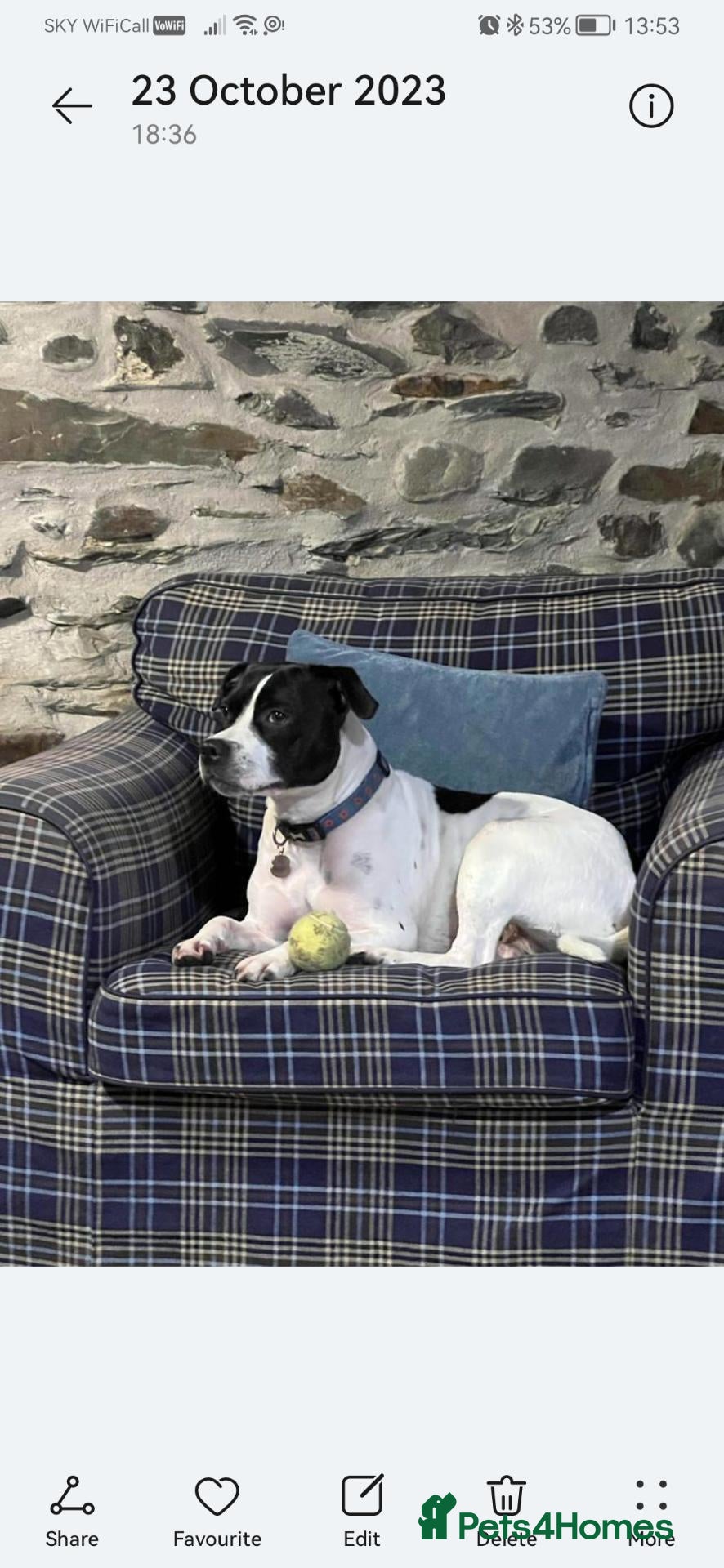 Mixed Breed dogs for sale: Staffie cross German shepard pups  - Advert 1